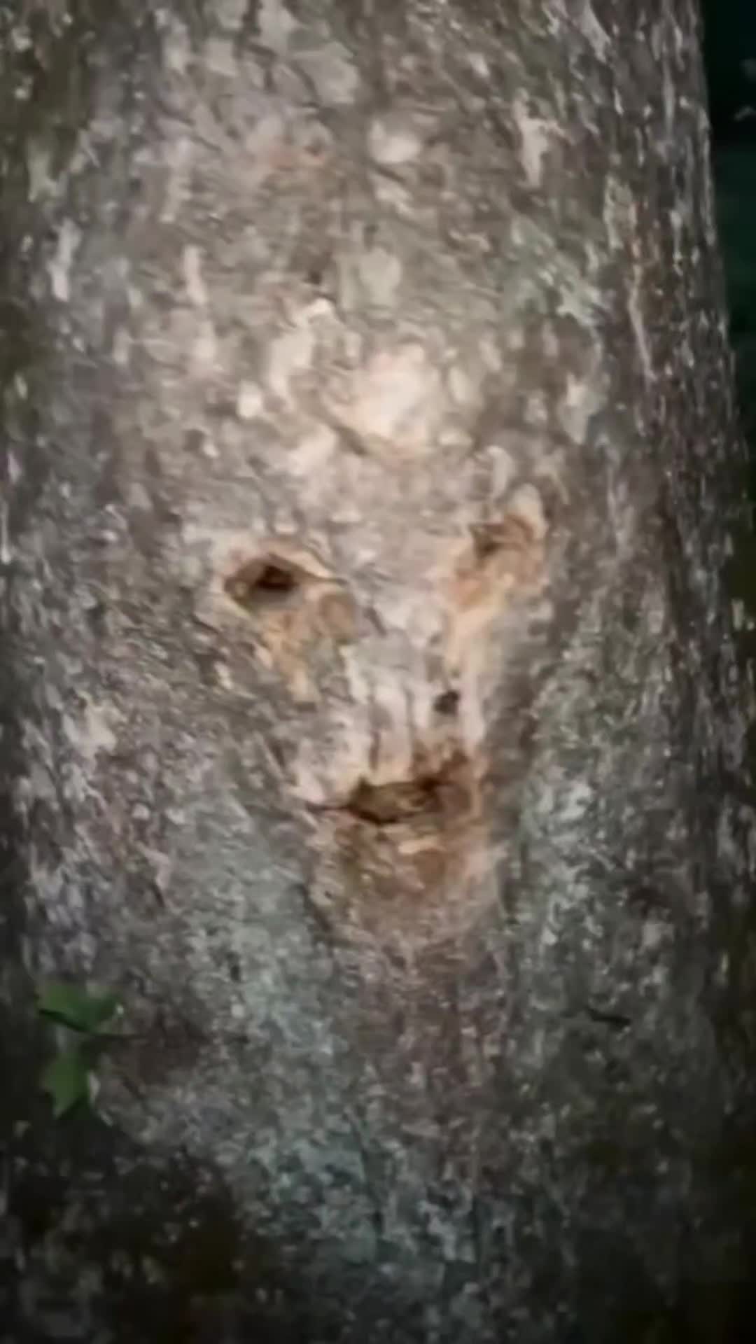 @Bigdaddyleo