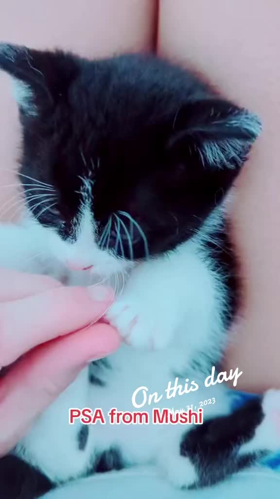 @BuffyTheKittenSpayer
