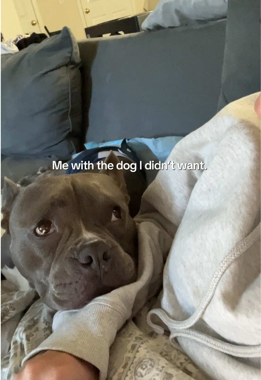@Gunner | Pocket Bully