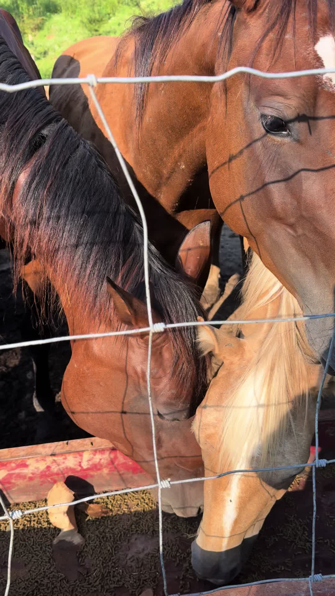 @tootsiecothron