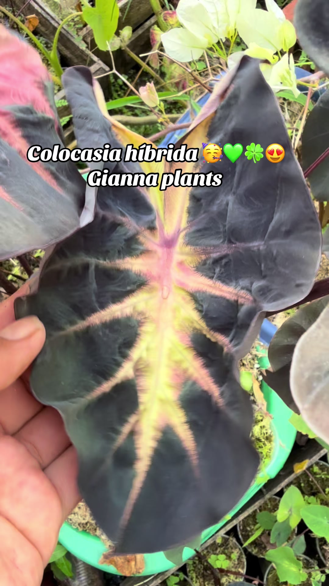 @Gianna.Plants 💚🍀🪴🇵🇪