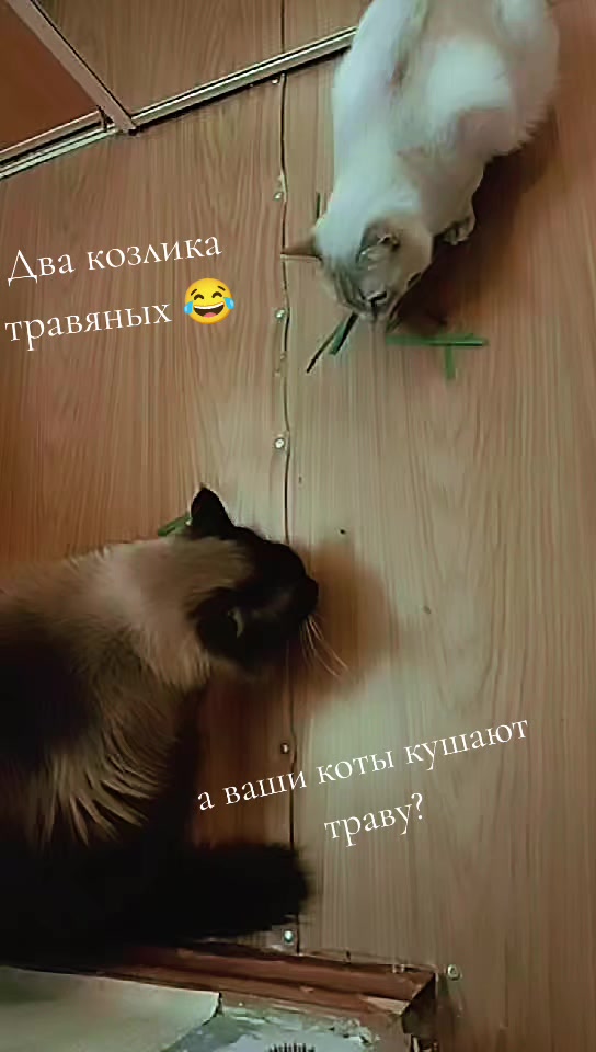 @Olya persik🥰❤❤️❤️💋💋🇷🇺🇷🇺