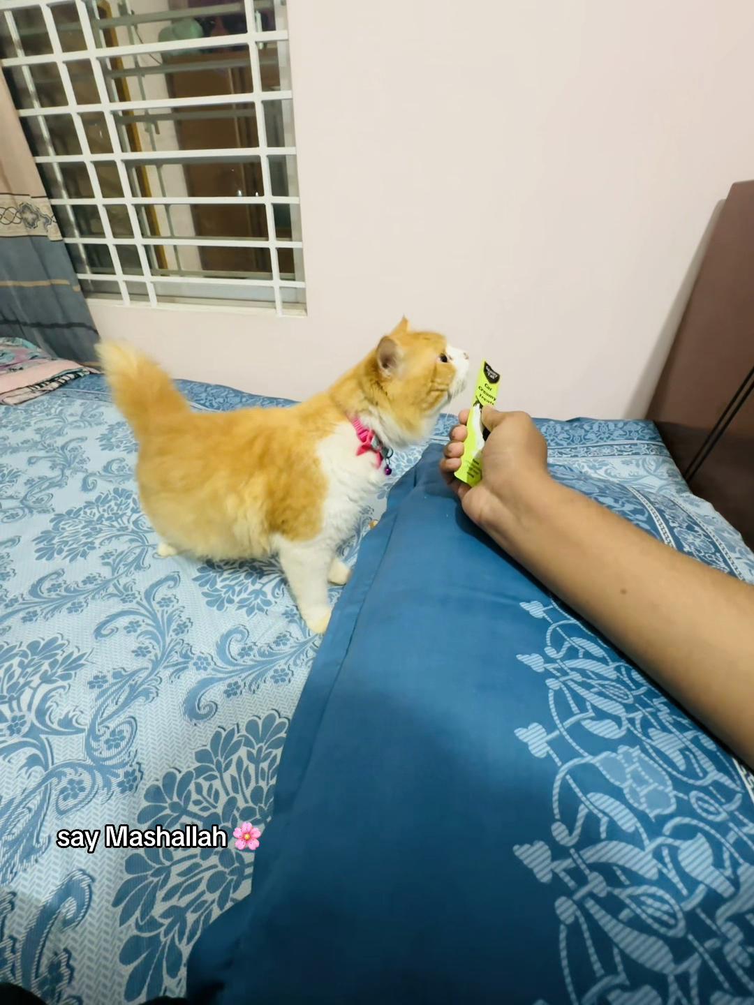 @𝑩𝒊𝒓𝒅𝒔 𝑯𝒐𝒃𝒃𝒚