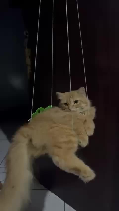 @😺 0chil 😺