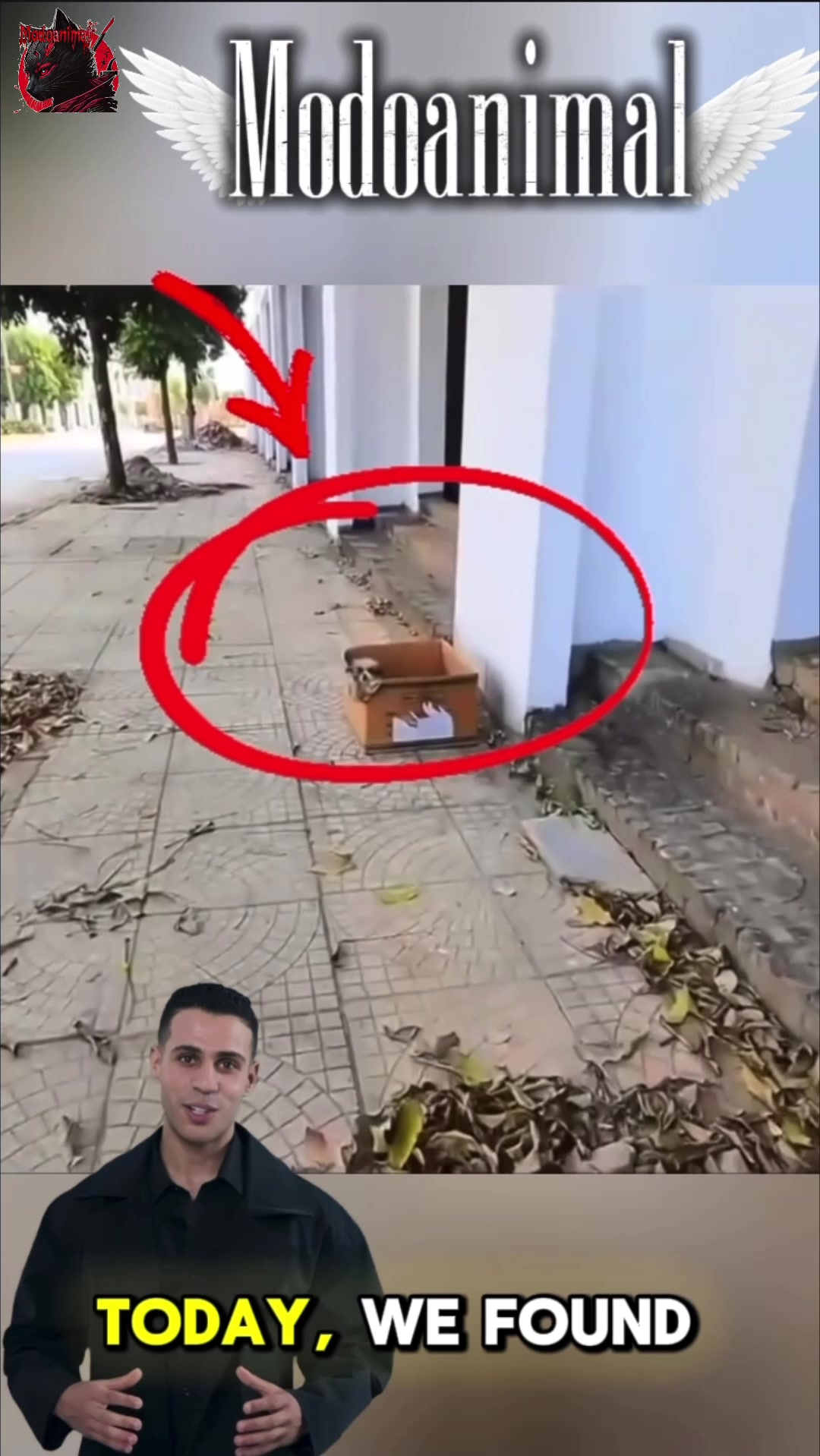 @Modoanimal