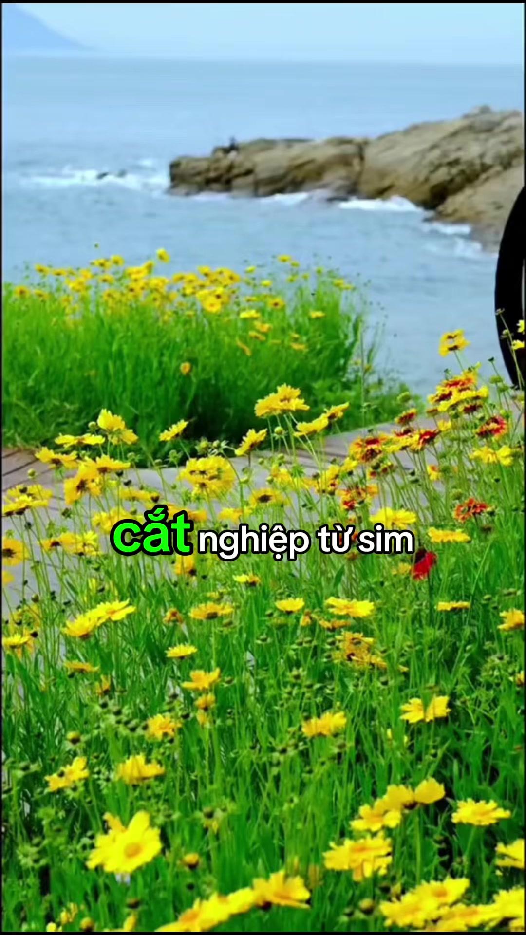 @Hoa Hướng Dương 6768