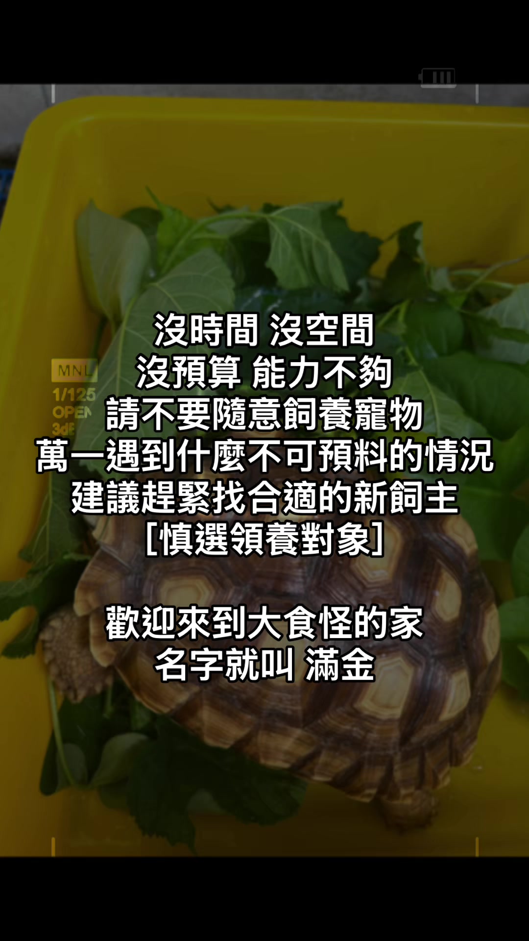 @琰 𝓛𝓸𝓷𝓰來了🐉〽️蘇卡達sulcata陸龜
