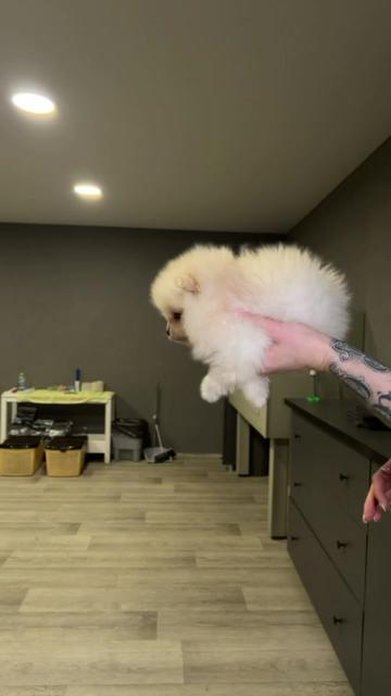 @kate_pomeranianl