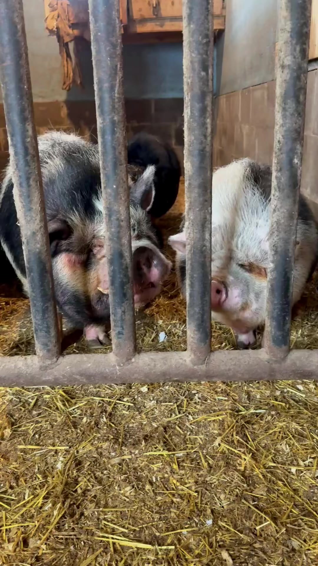 @Steve loves animals 2 🍉🔻🇵🇸