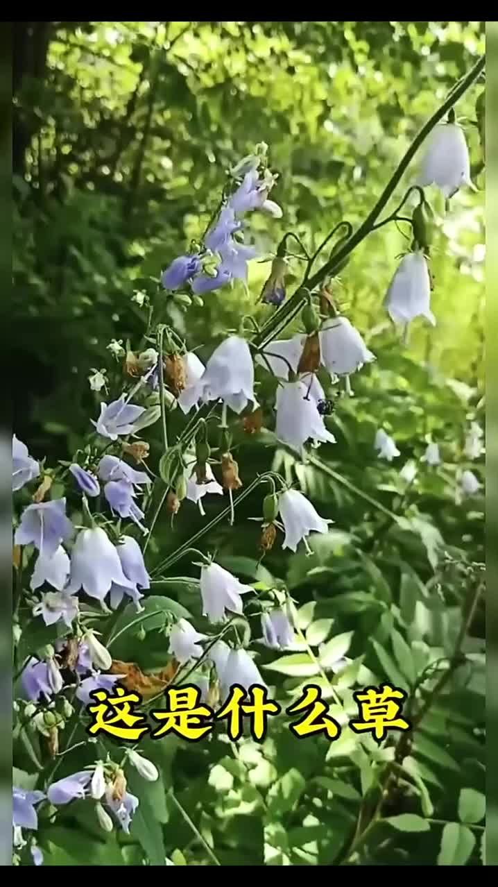 @gaib0009