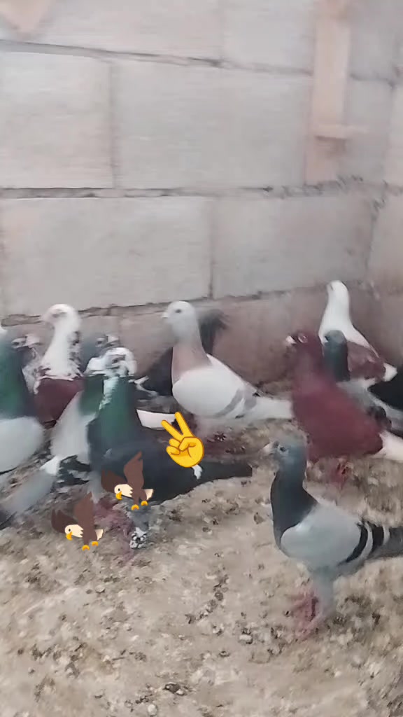 @Hakan Çavuş