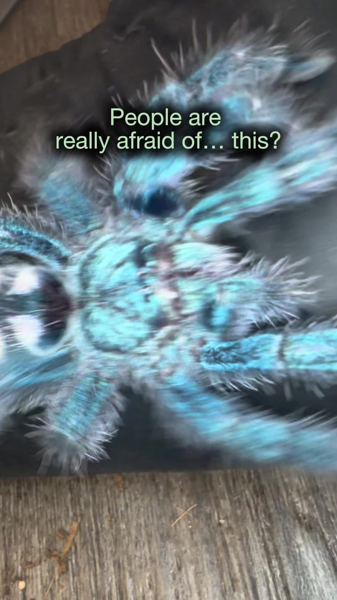 @Spider Conservatory