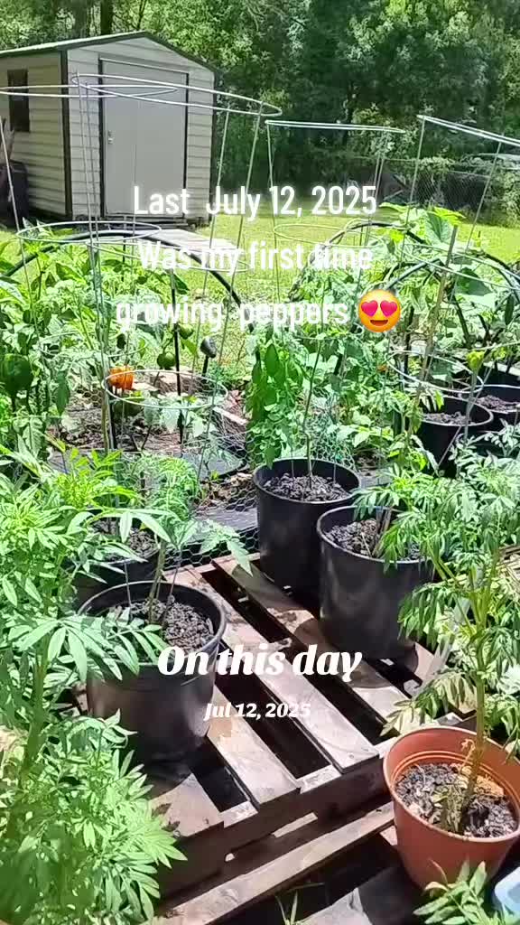 @Ronnie's garden🍅🫑🥬🥒🌻🌺