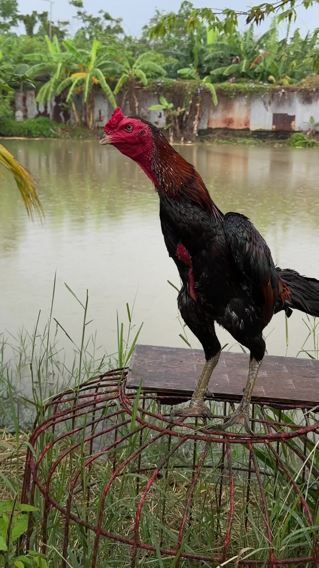 @Quốc kh&aacute;nh
