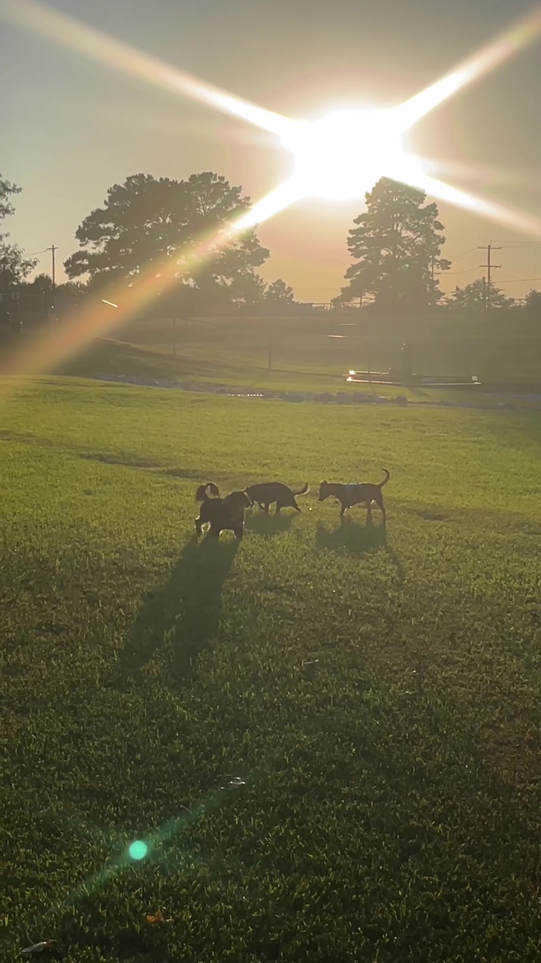 @Blackjack_Chihuahua