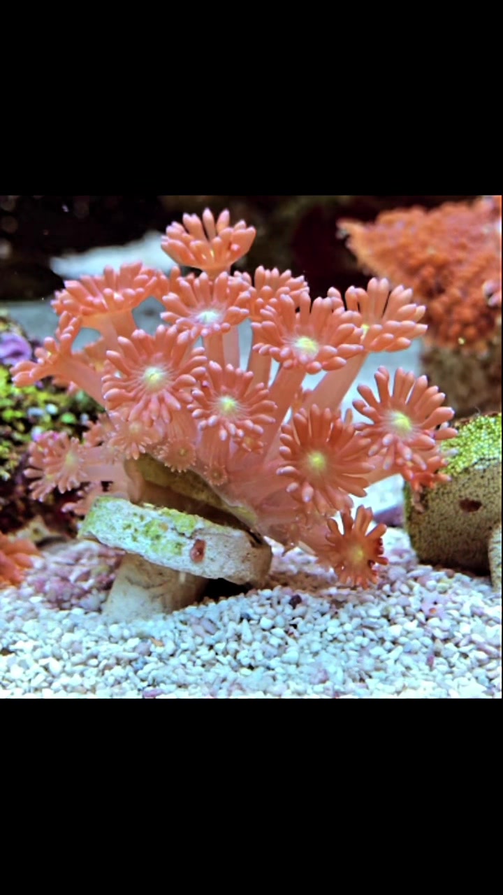@Ts_reefs