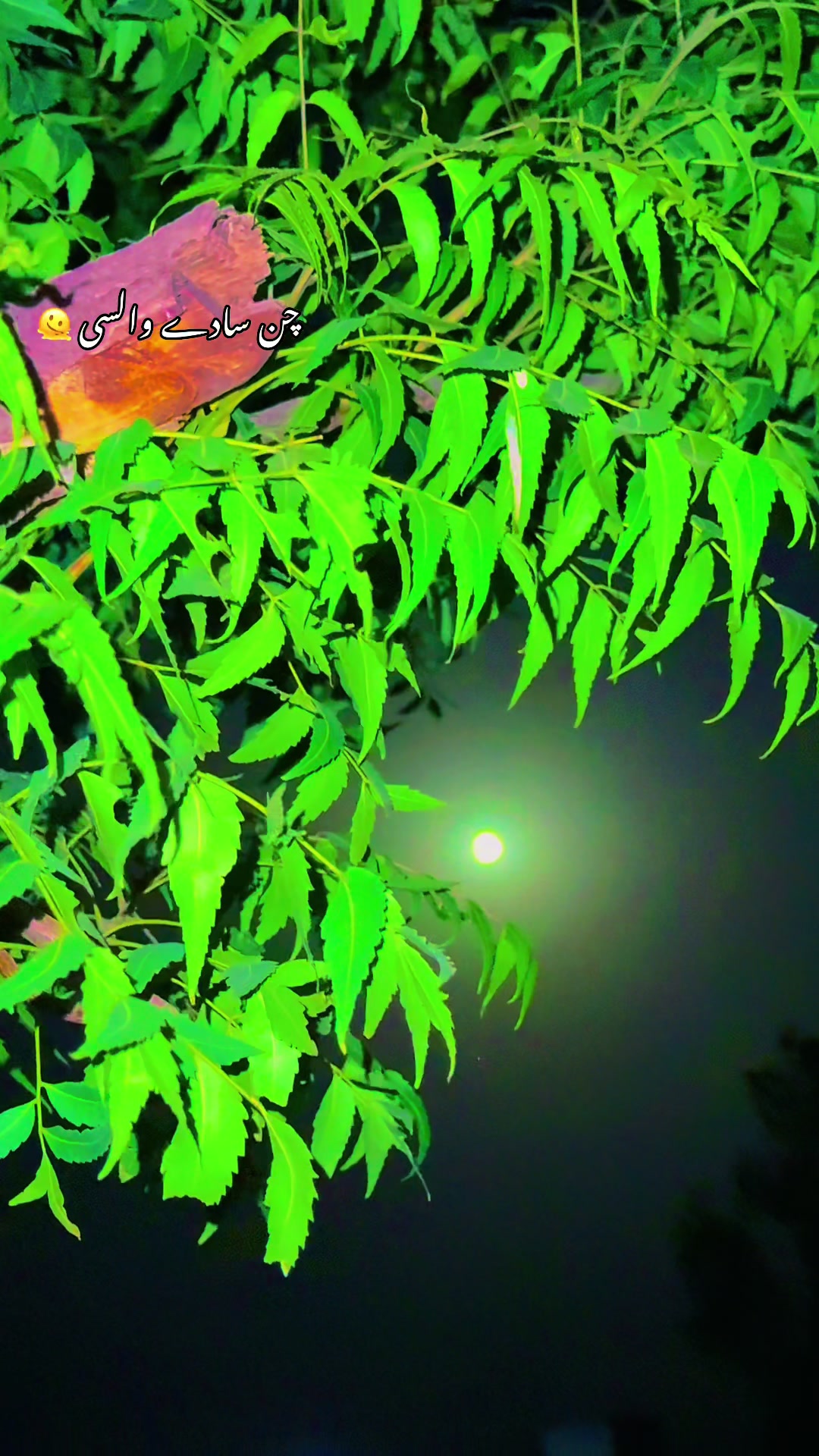 @🌾میں۔ میرا۔ پنڈ🎋