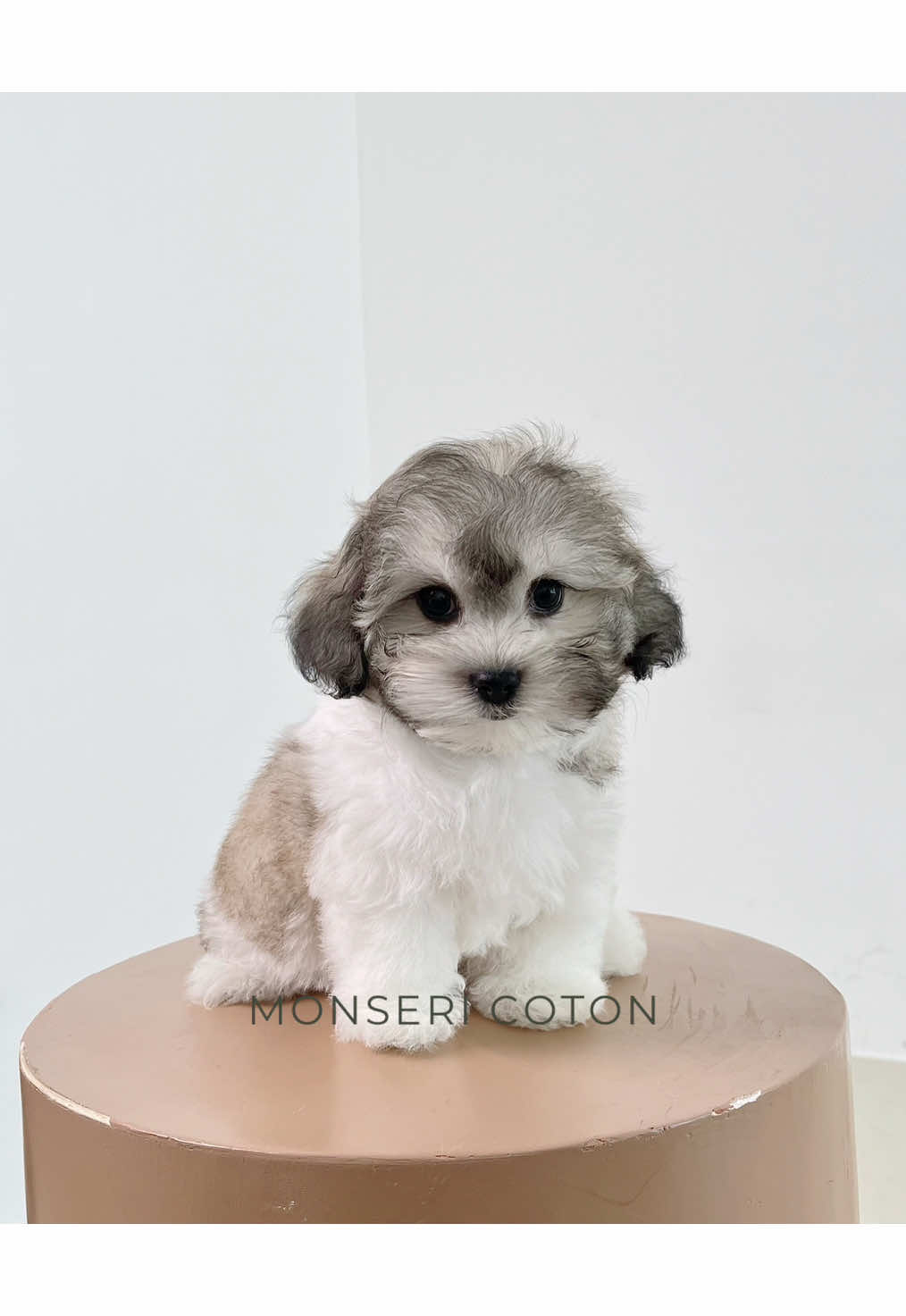 @Monseri Puppy