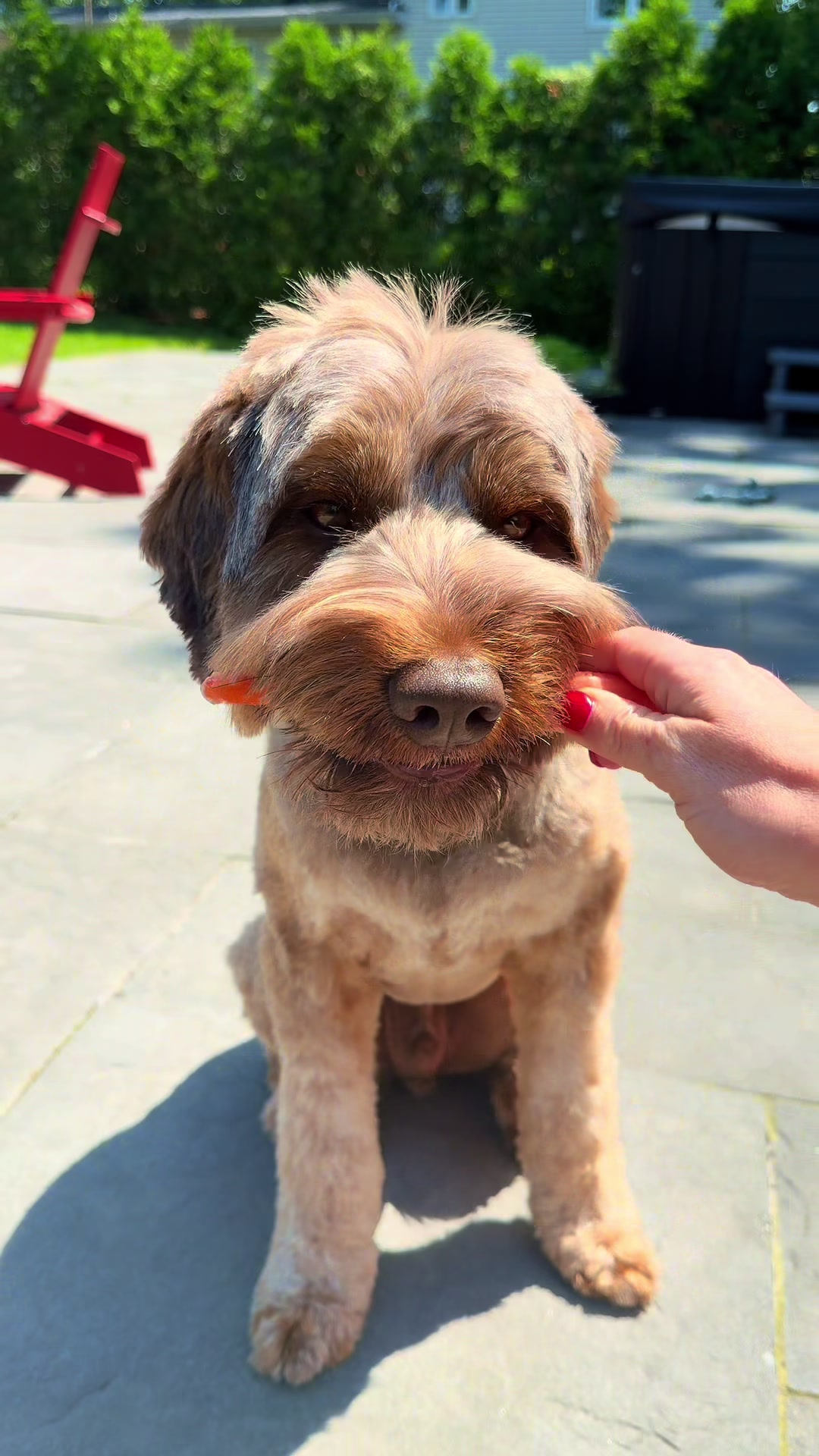 @Dogs Made Simple