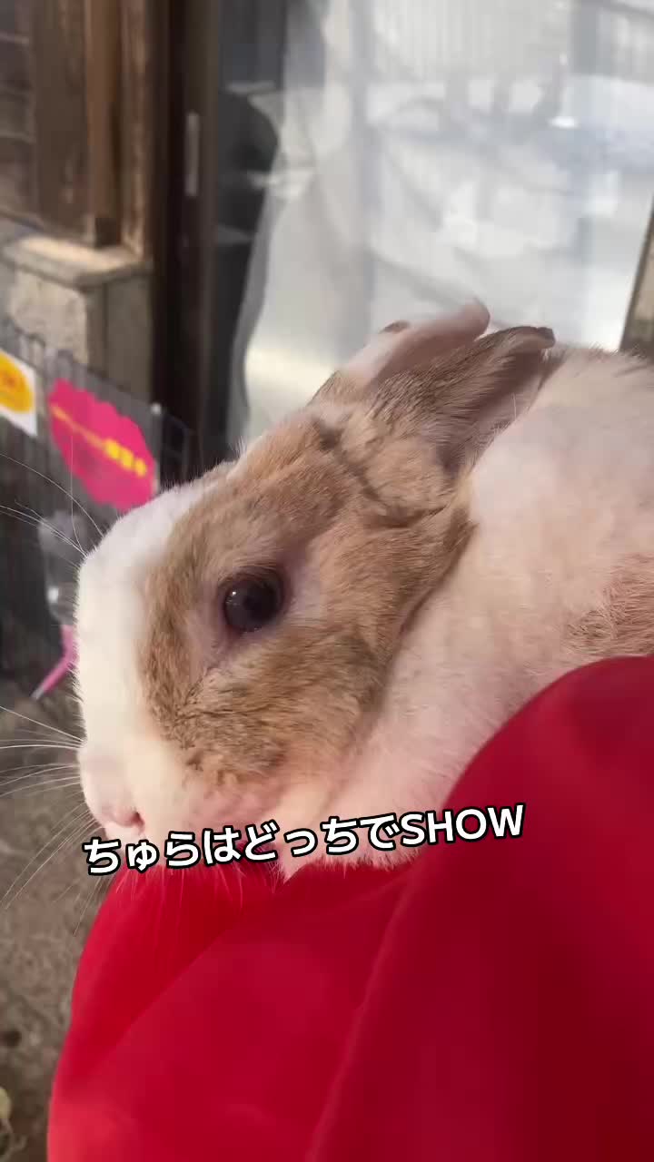 @和風wafu✨🐰🐰🐰🐰👿💕