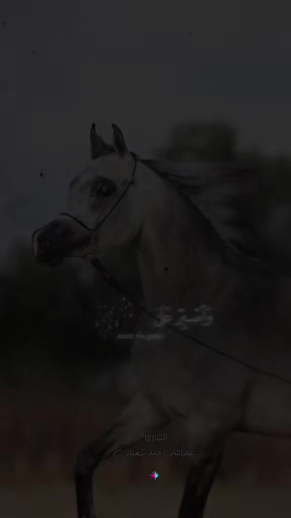 @🐎عوده لتوزيع مستلزمات الخيو🐎