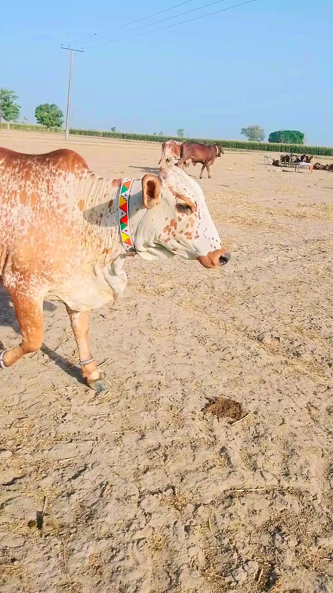 @🐄🐄🐄🐄🥀🥀🥀❣️❣️03287490091