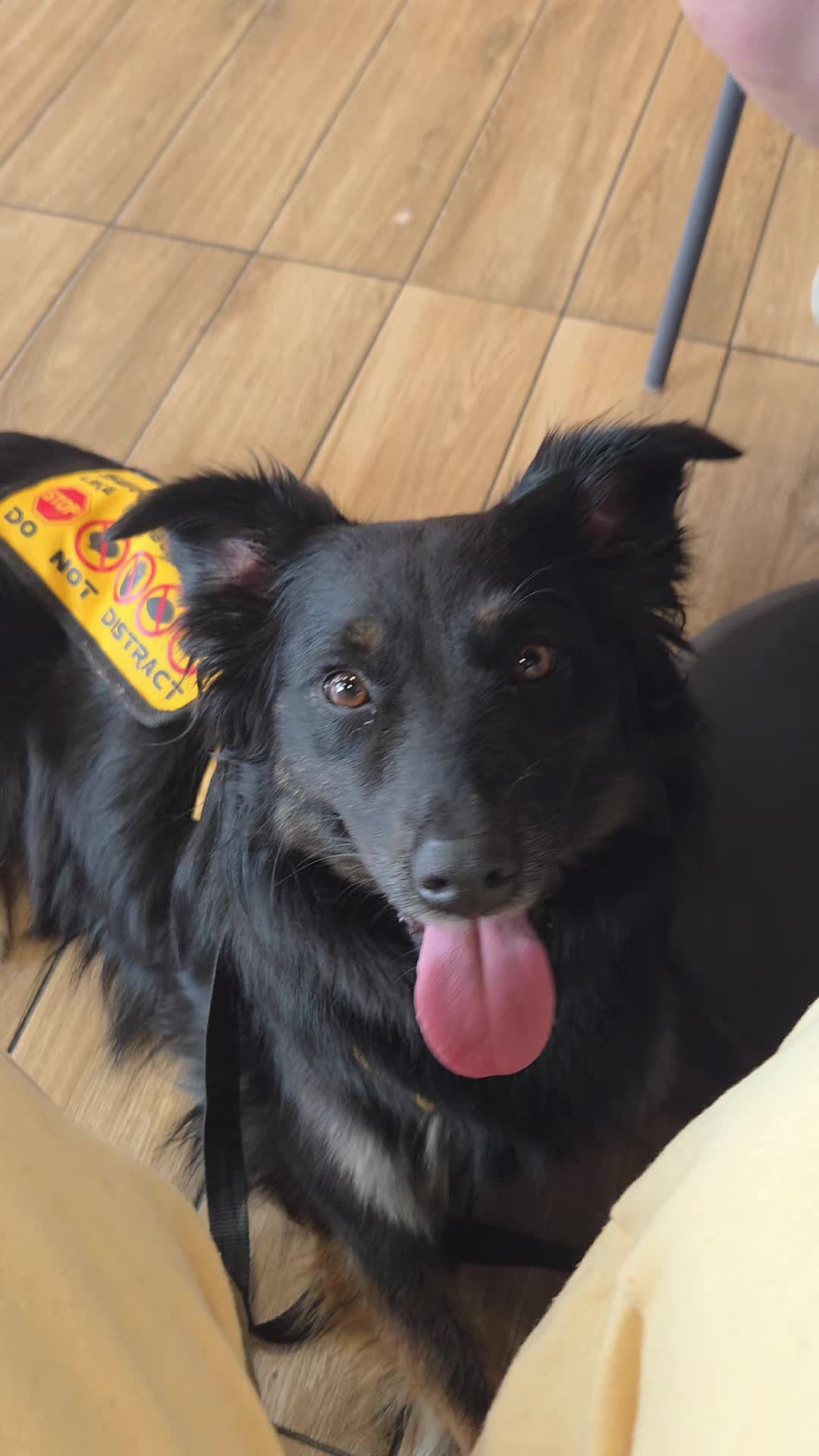 @Nala the Service aussie