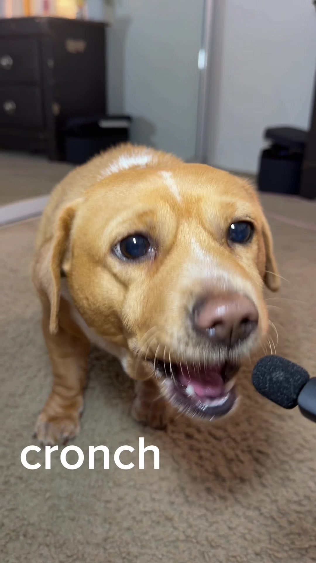 @cashew