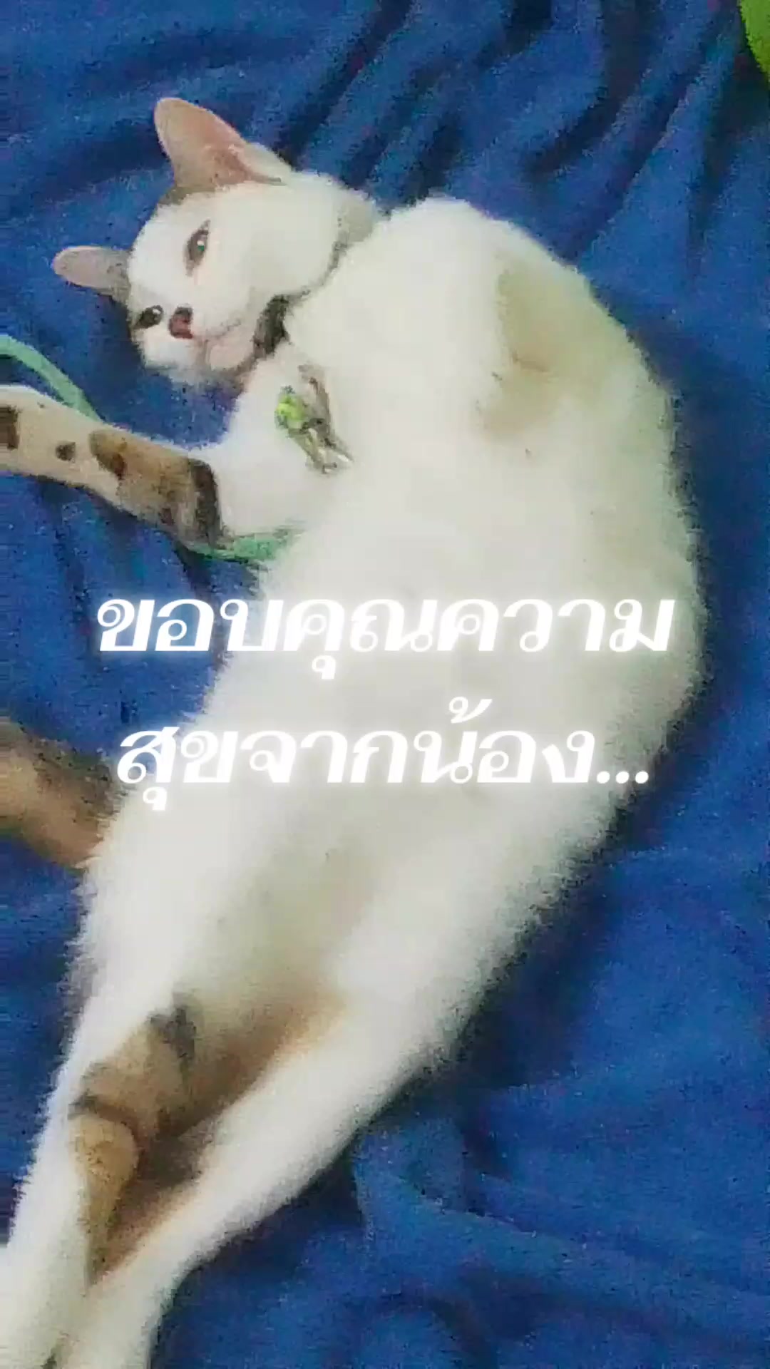 @Thipgoodluck