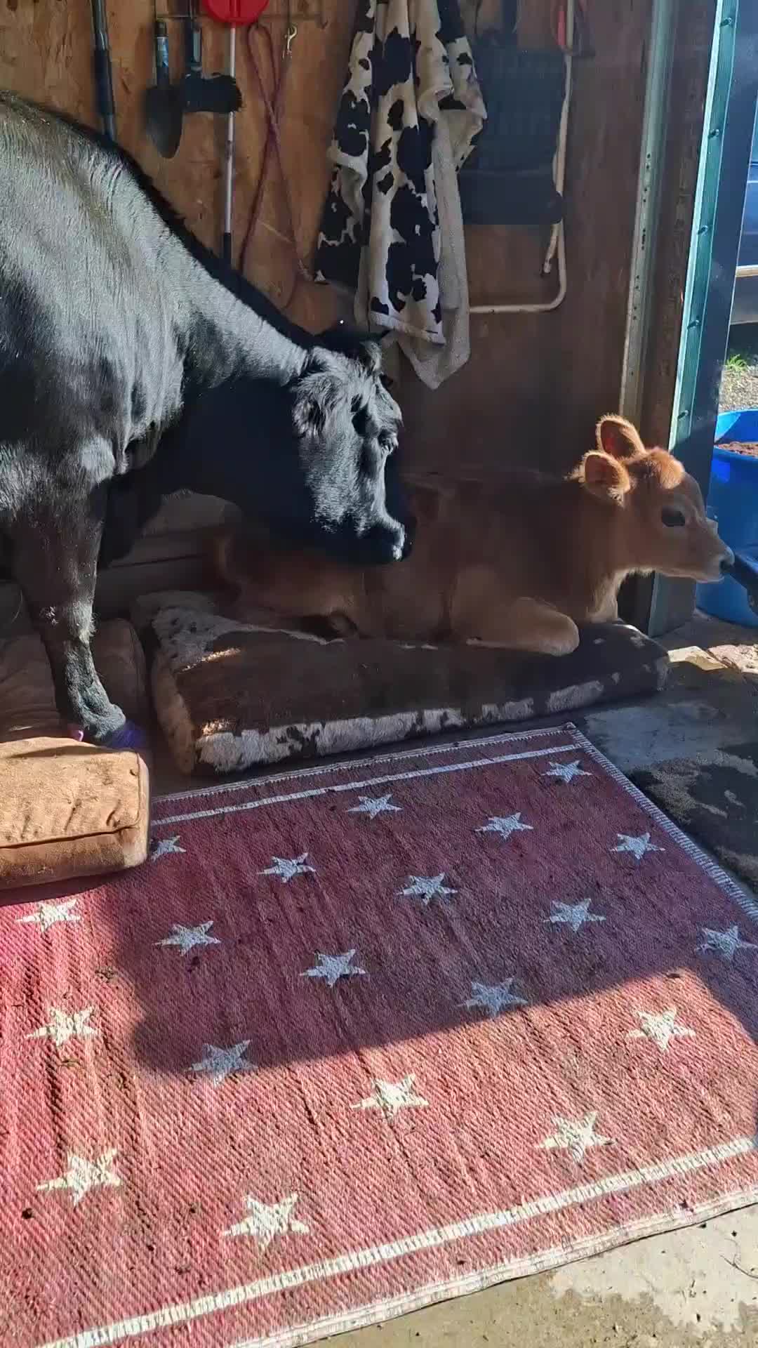 @Dakotafunnyfarm