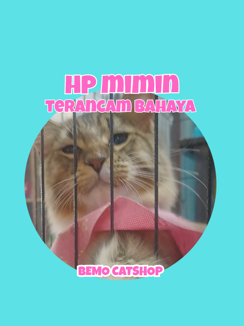@Bemo Catshop
