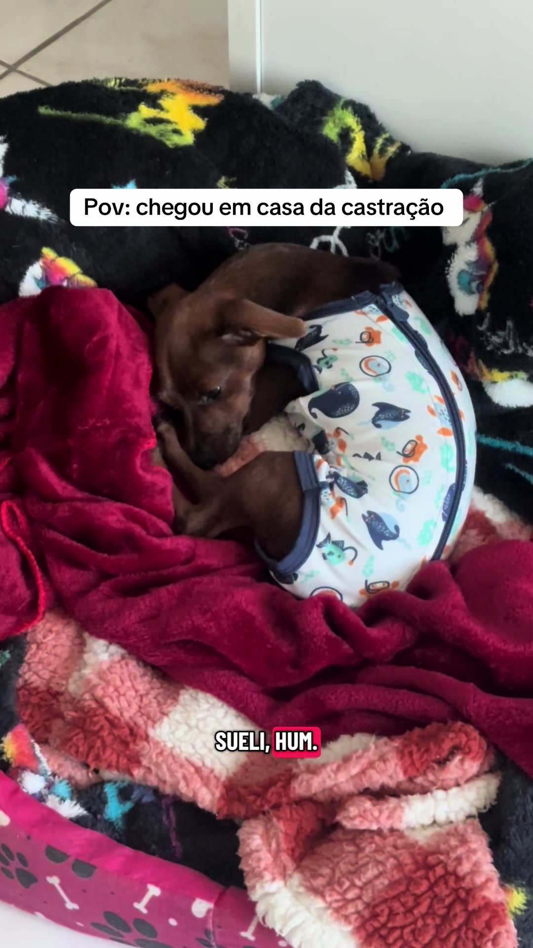 @Pacoserelepe