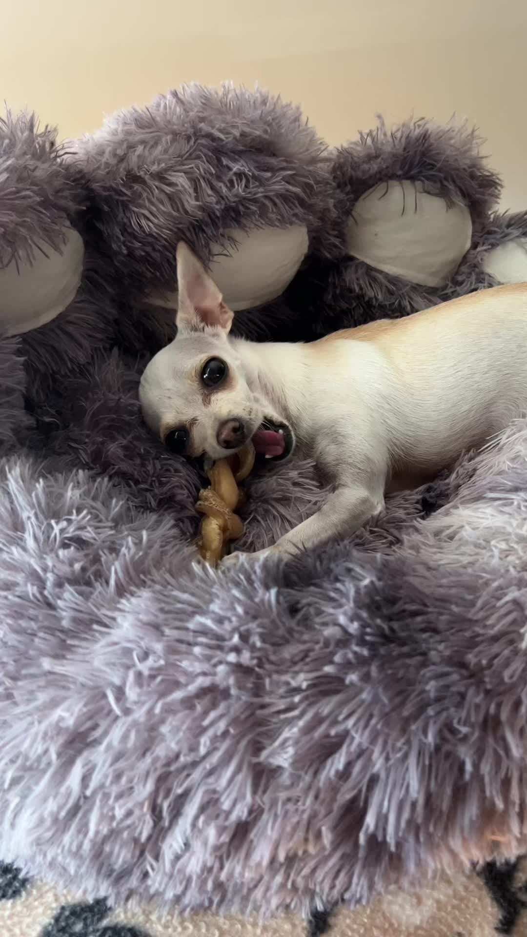 @TBD the Rescue Chihuahua