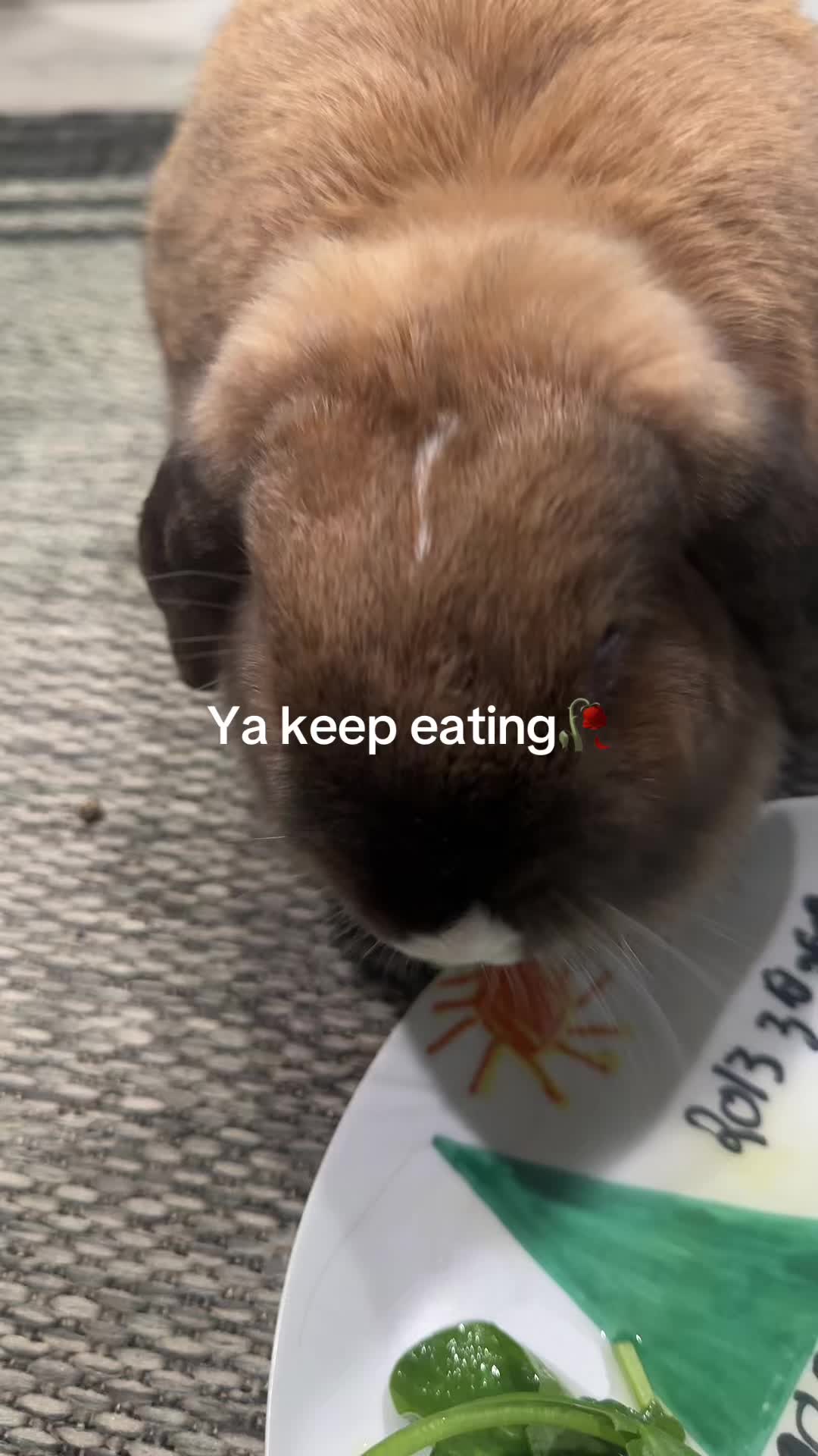 @honeythebunny24