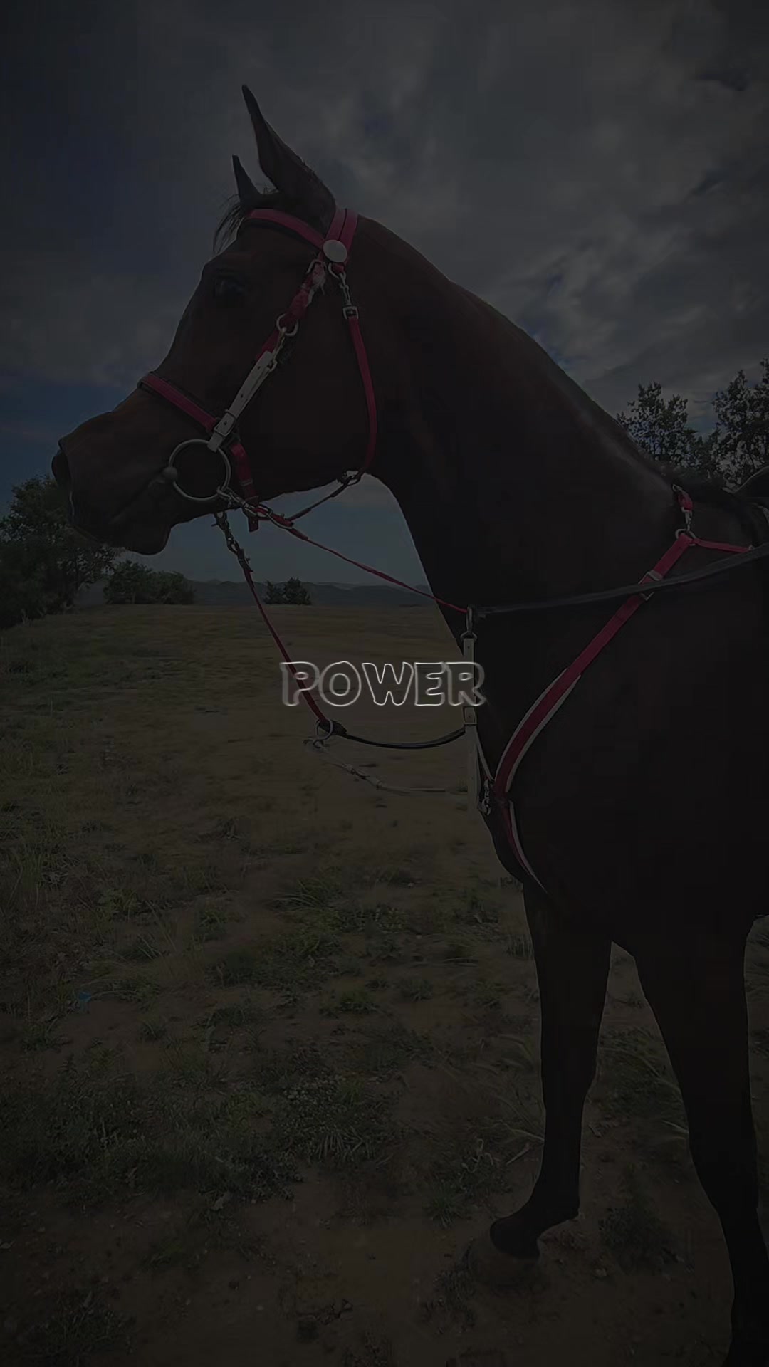 @Horse Training Center Albania