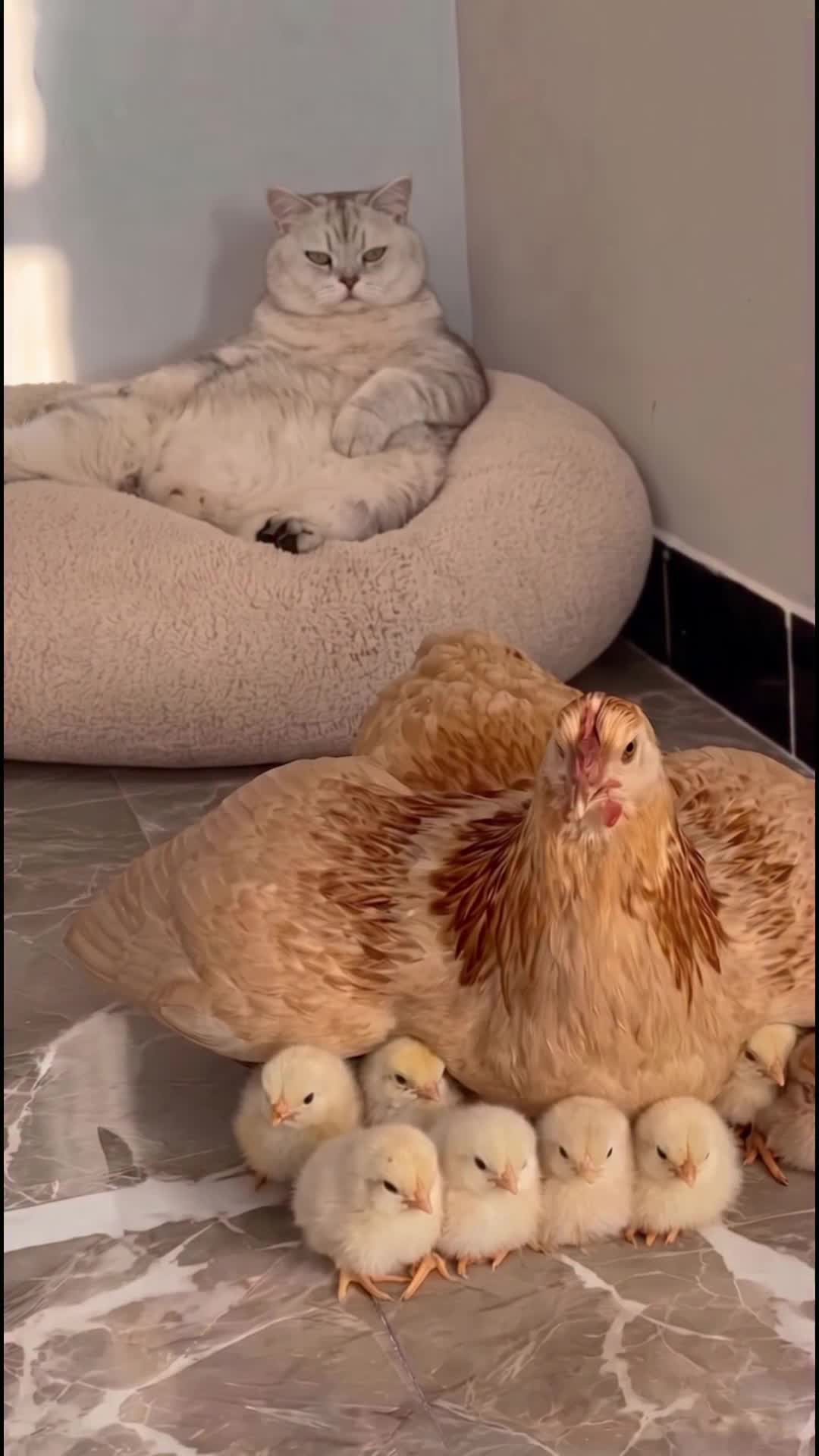 @middlepets