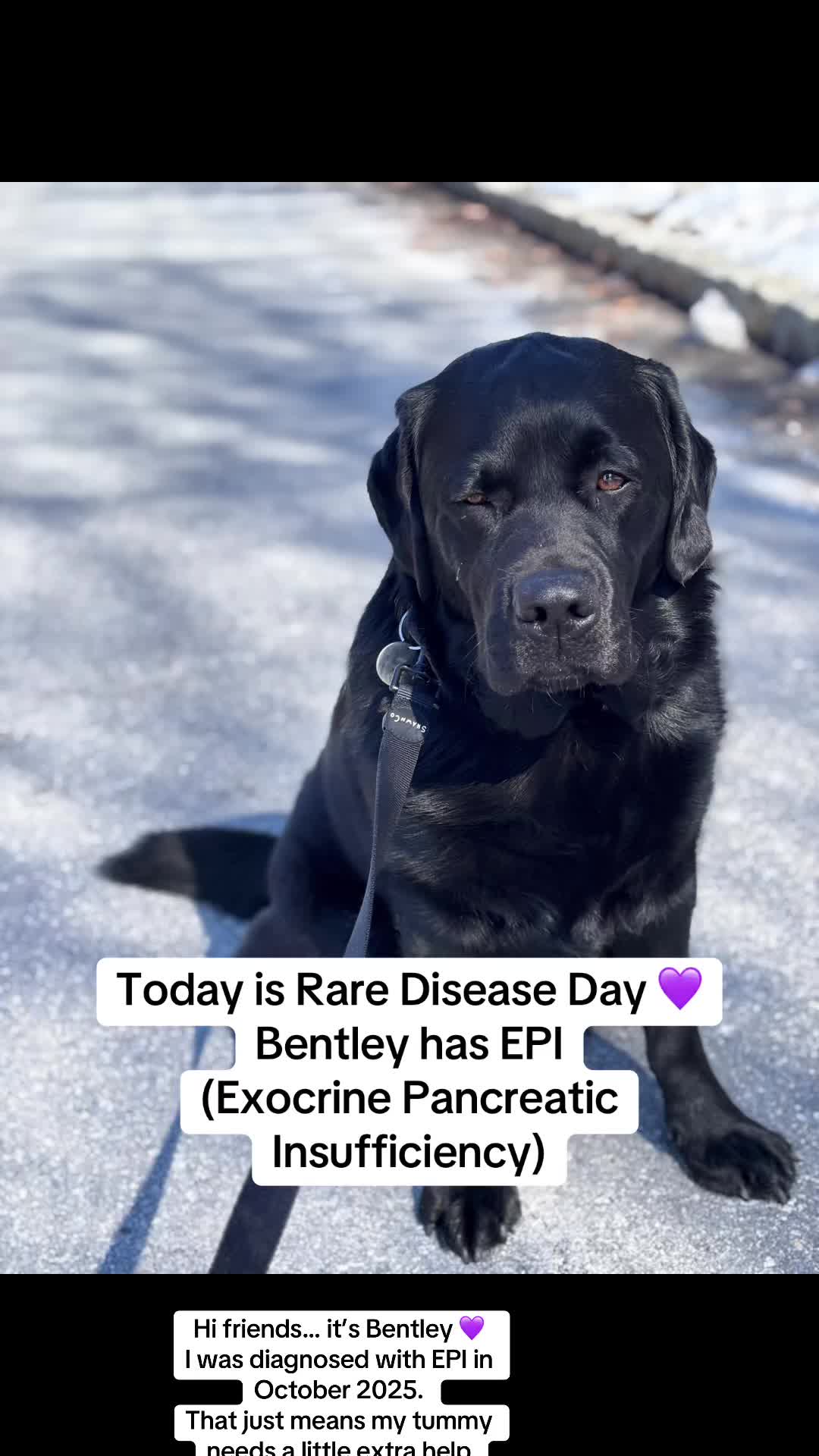 @Bentley and Buster Boo๐พ