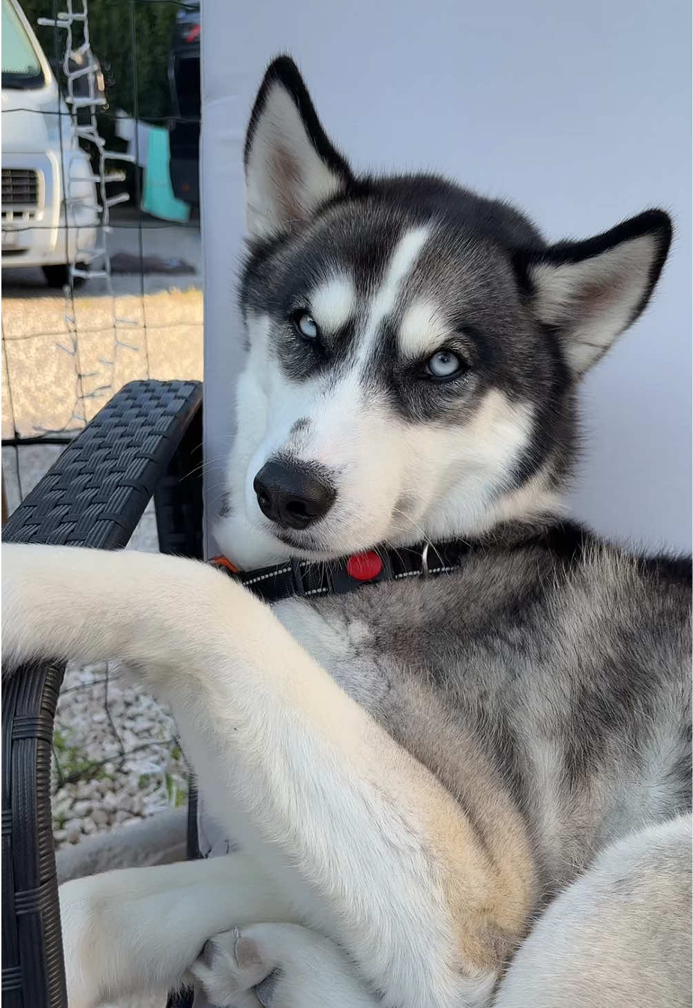 @HuskyShow