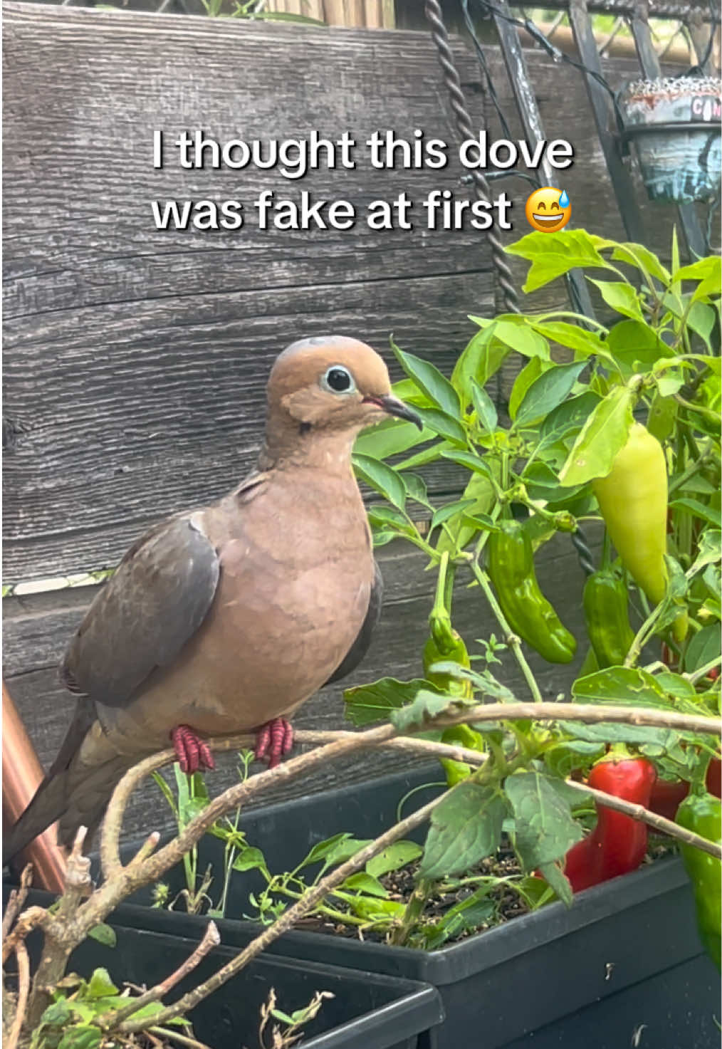 @Sunny☀️ @VeganSunny on YouTube
