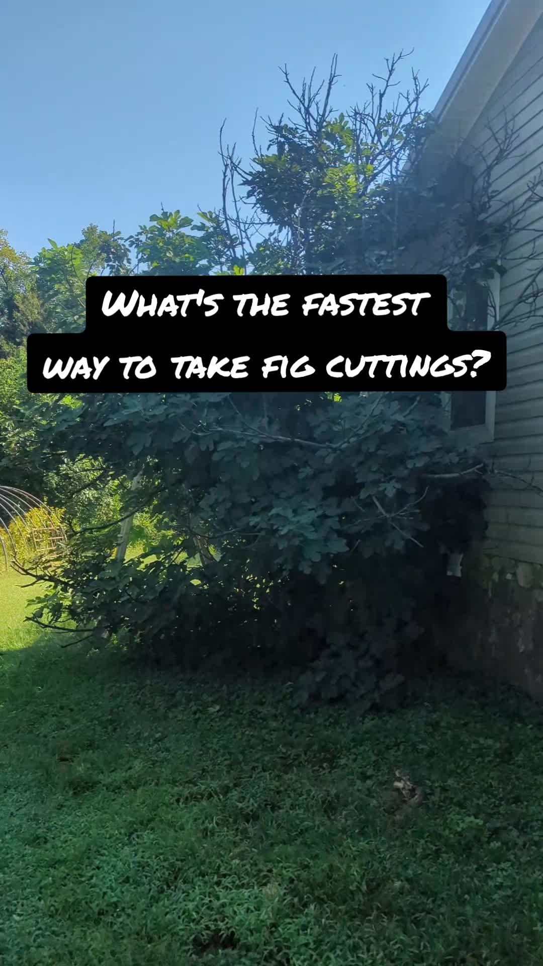 @backwoods