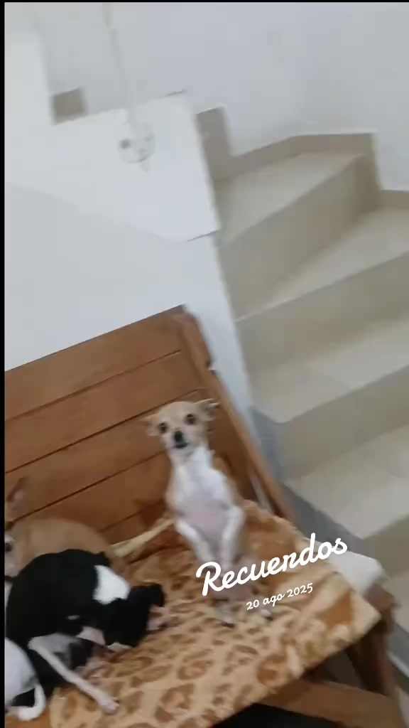 @luiselpollo95