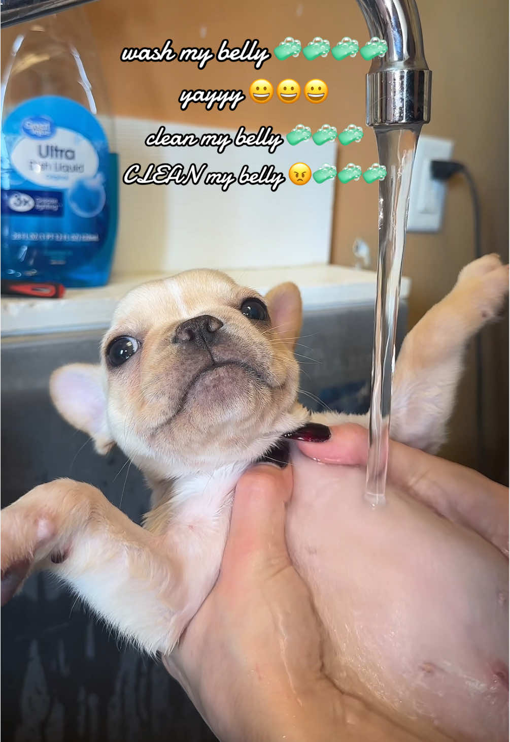 @Furry Babies