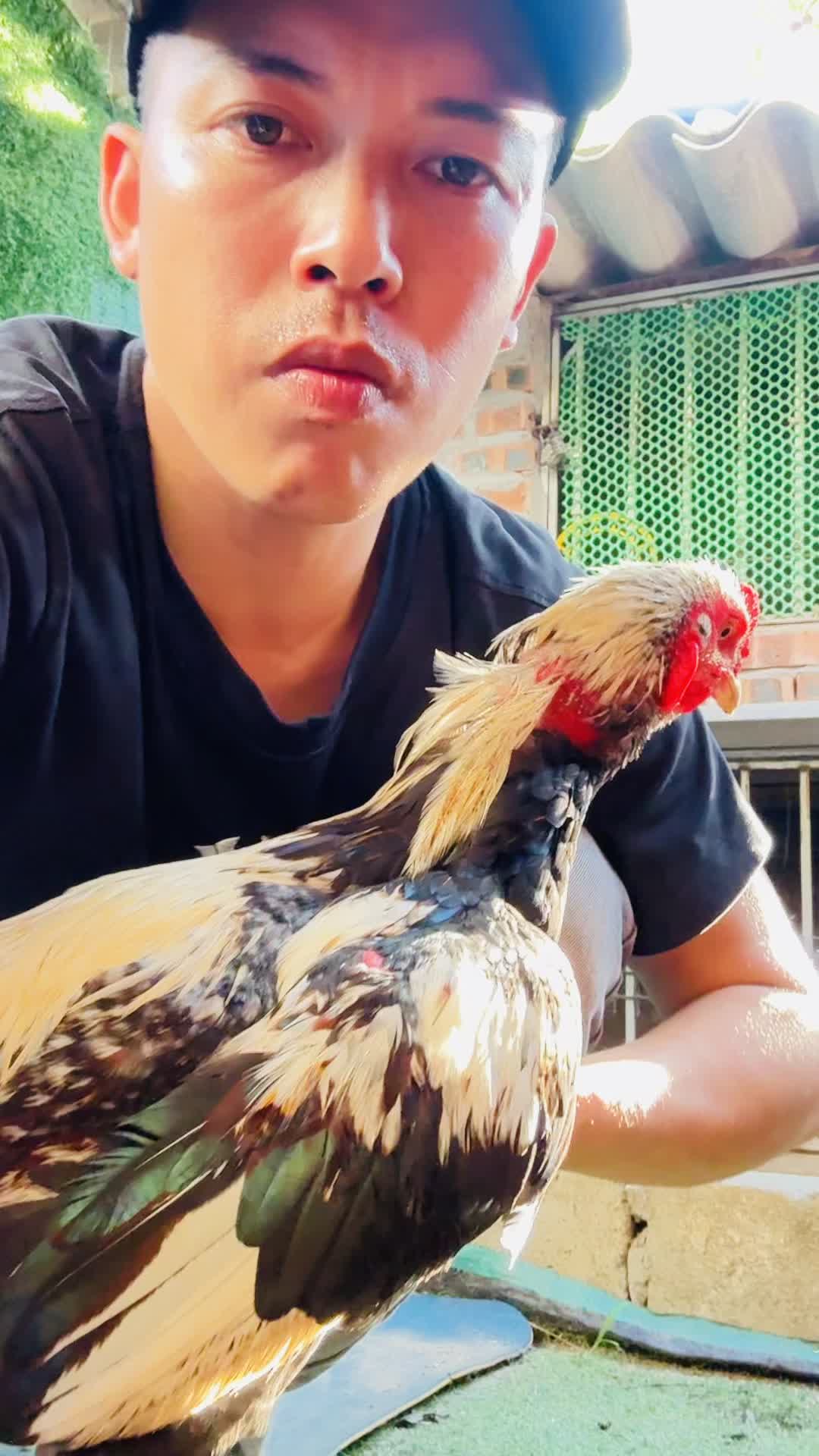 @Thuần G&agrave; Chọi