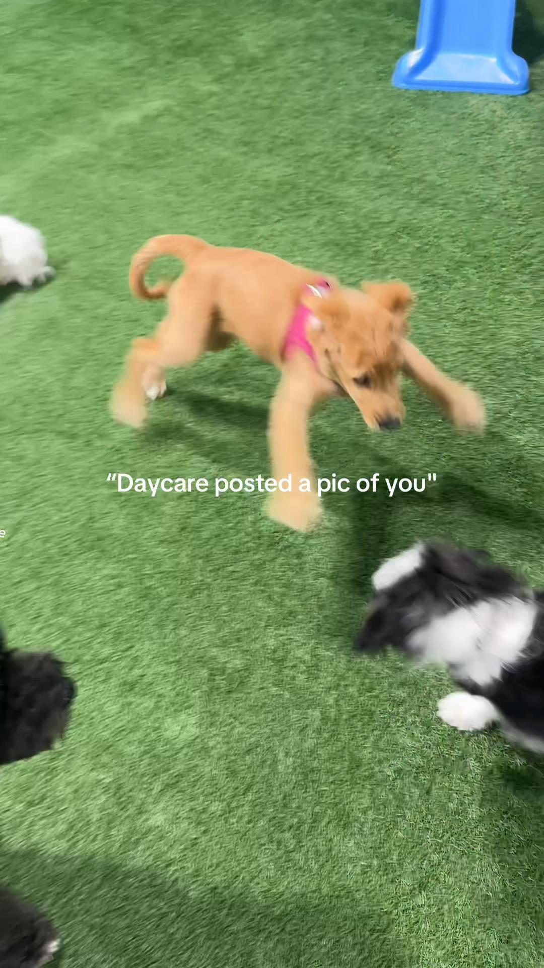 @Camp Canine Toronto