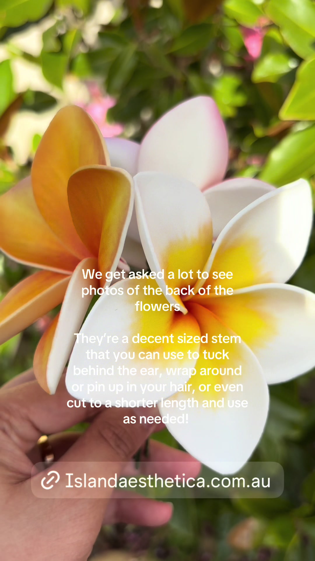 @Island Aesthetica 🌺 Pasifika