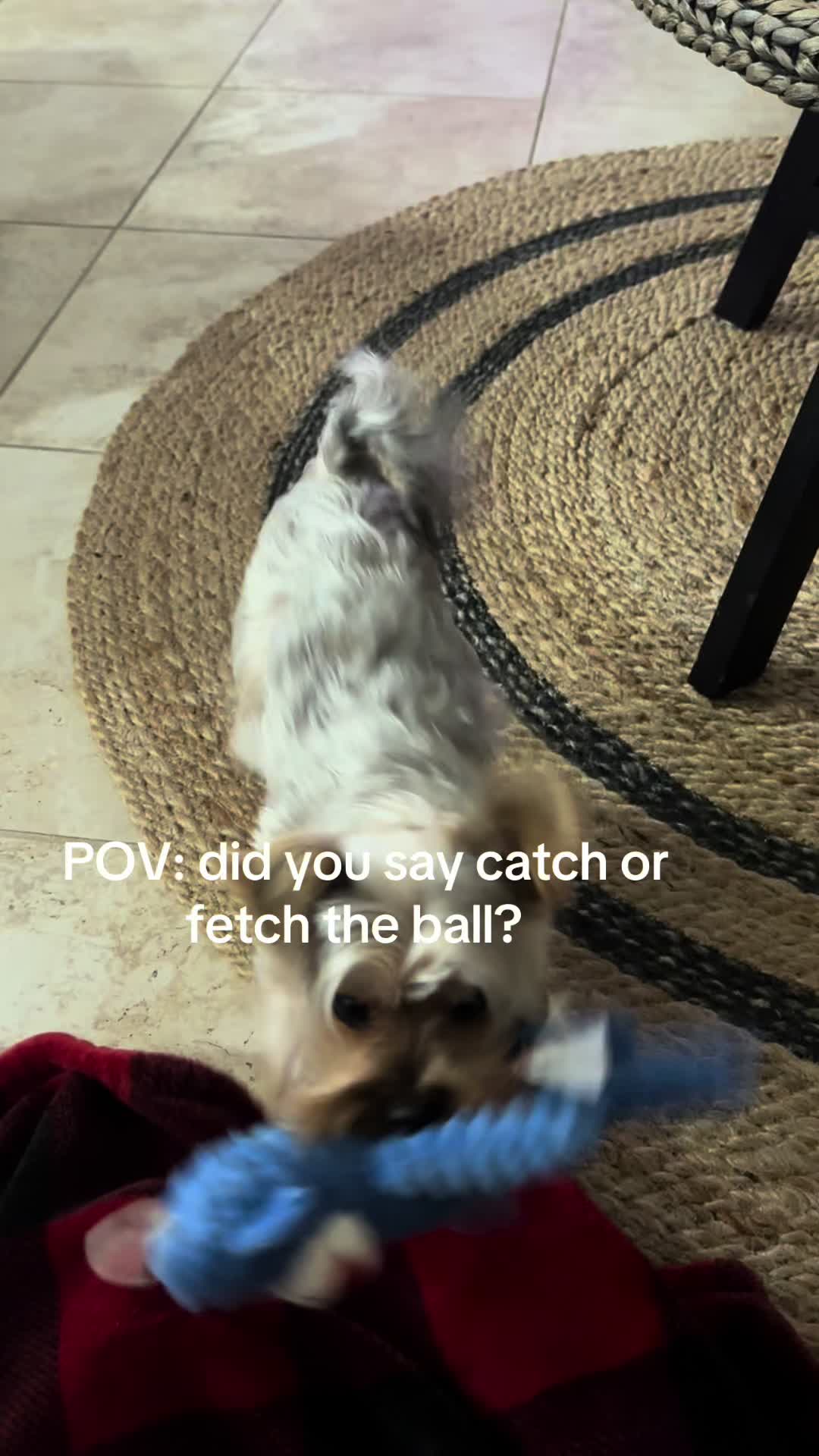 @Penny the Yorkie