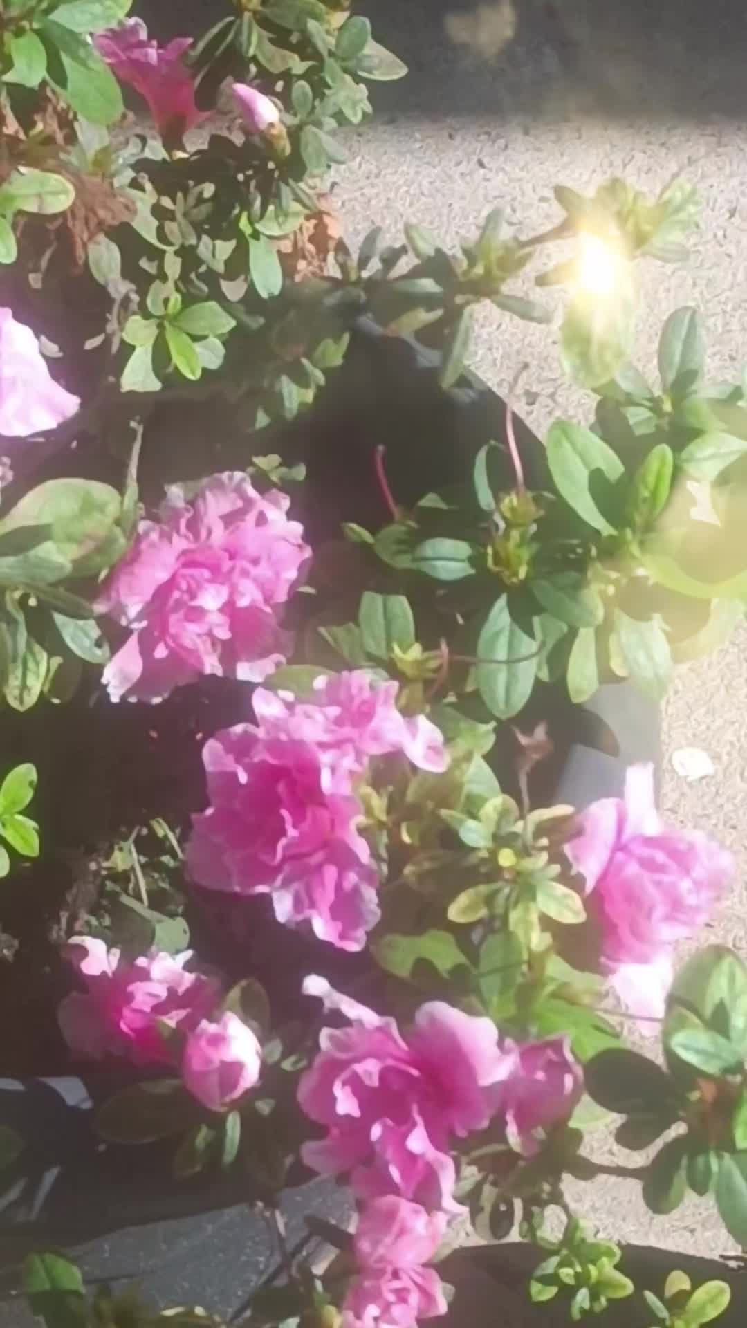 @NeusaSantos 25 Oliveira