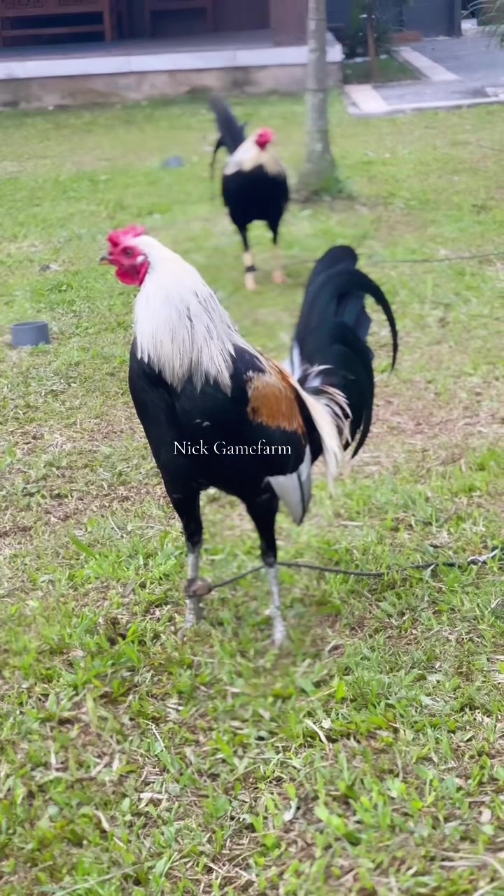 @NICK GAMEFARM
