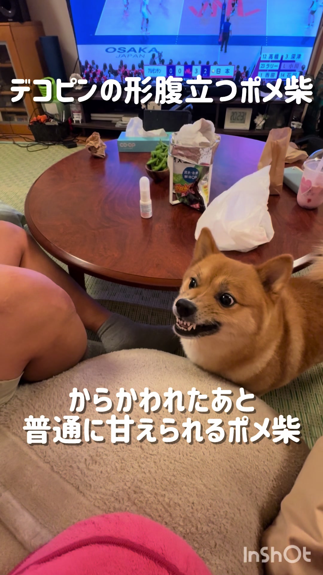@ポメ柴もなか(もちゃ)୭