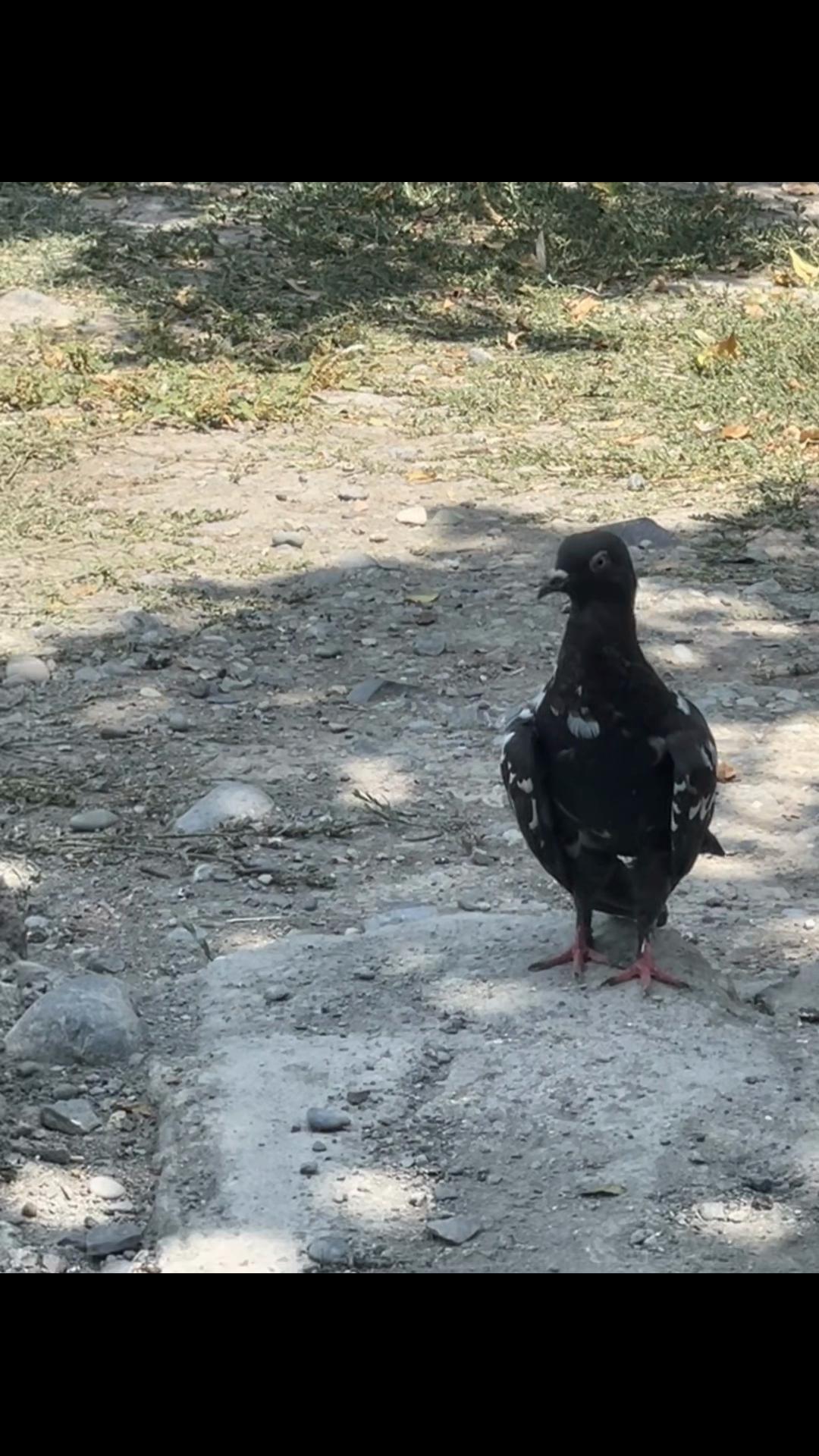 @𝗧𝗲𝘇𝗲 𝗠𝗲𝗵𝗹𝗲 🕊️